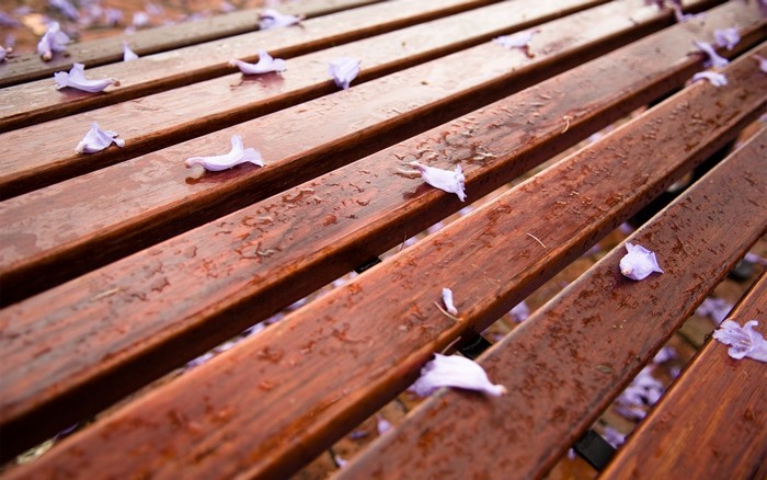 Wooden bench with fallen purple flowers and water droplets