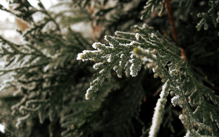 Close up of a frosted evergreen branch in winter