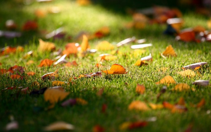 Fallen autumn leaves on green grass in sunlight