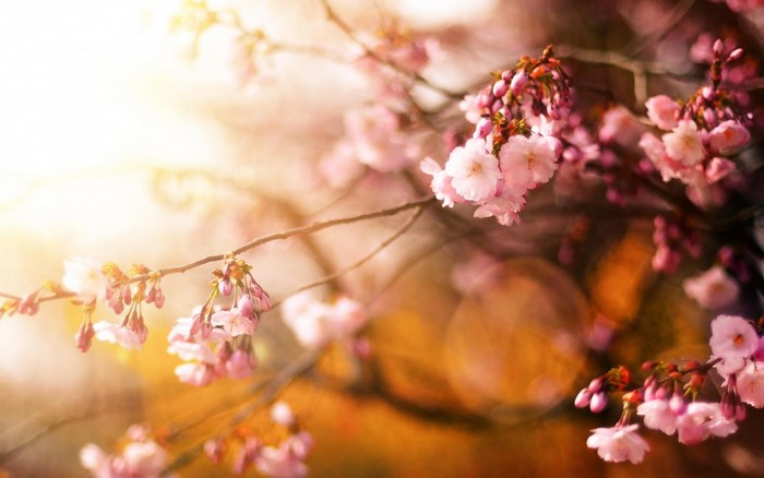 Close-up of pink cherry blossoms on a branch