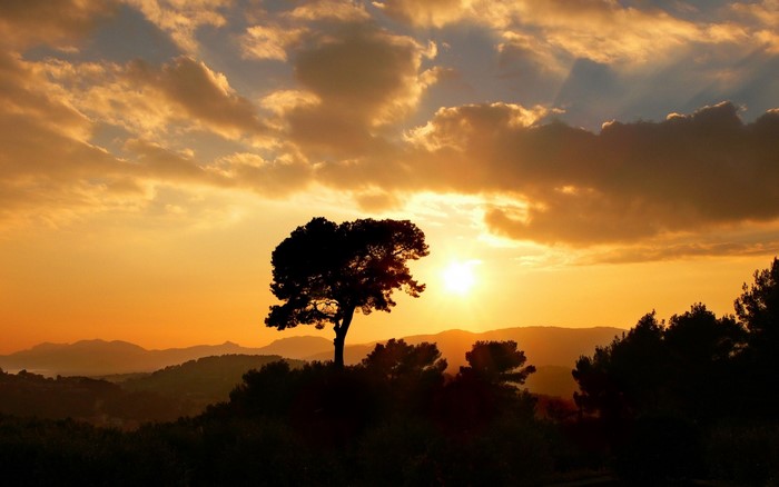 Silhouette of a tree against a sunset sky