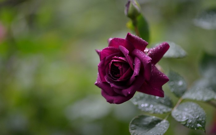 Close-Up of a Dewy Purple Rose Blossom