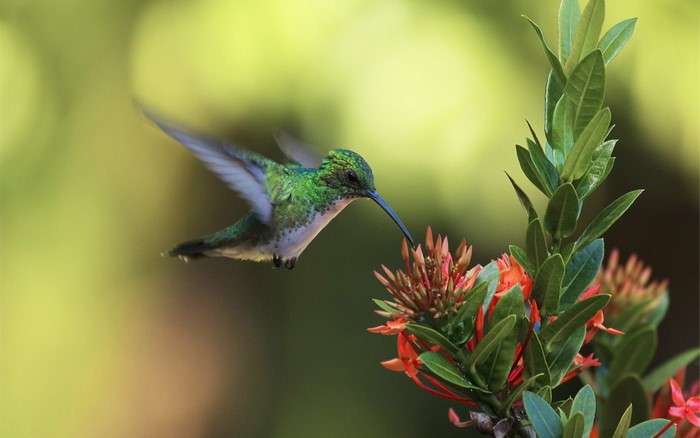 Green hummingbird feeding on orange flowers