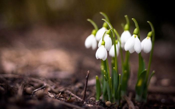 Close up of white snowdrops blooming in soil