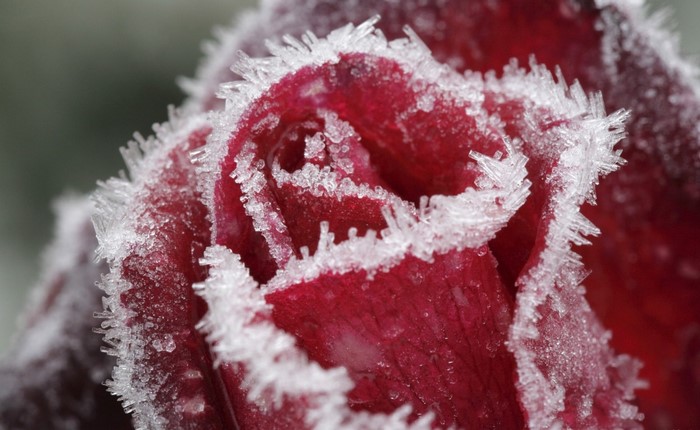 Close-up of a red rose covered in frost