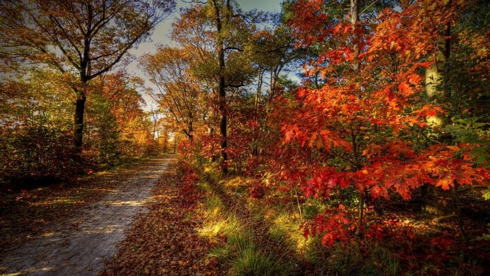 Autumn Forest Path with Vibrant Maple Leaves