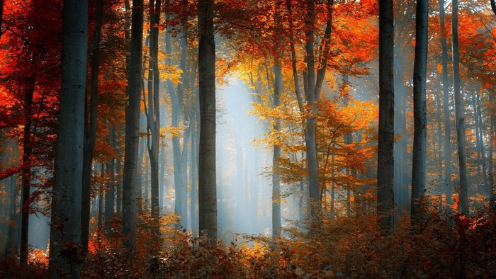 Sunlight filtering through autumn trees in a forest