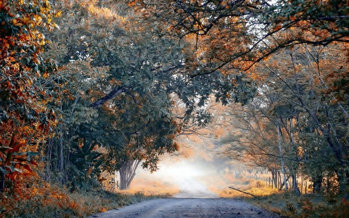 Dirt road through an autumn forest with sunlight