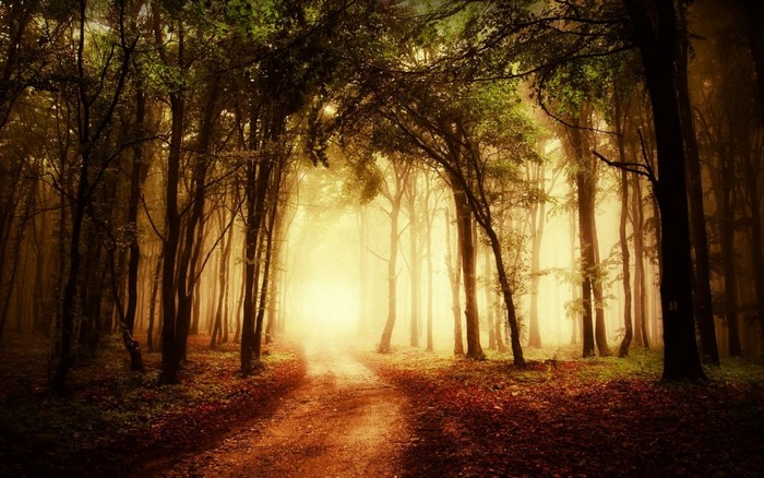 Sunlight filtering through trees in a misty autumn forest
