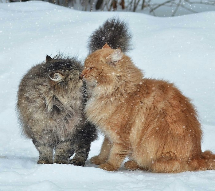 Two fluffy cats kissing in the snow
