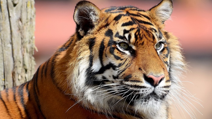 Close-up of a tiger's face