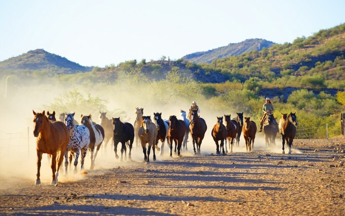 Herd of horses with riders in a dusty landscape