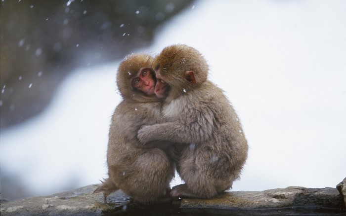 Two young Japanese macaques hugging in the snow