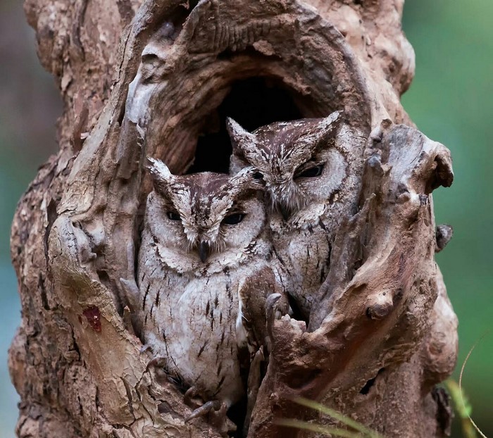 Two owls in a tree hollow