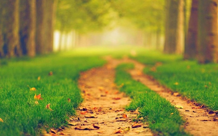 A dirt path winds through a grassy forest in autumn