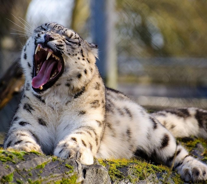 Snow leopard yawning on mossy rocks