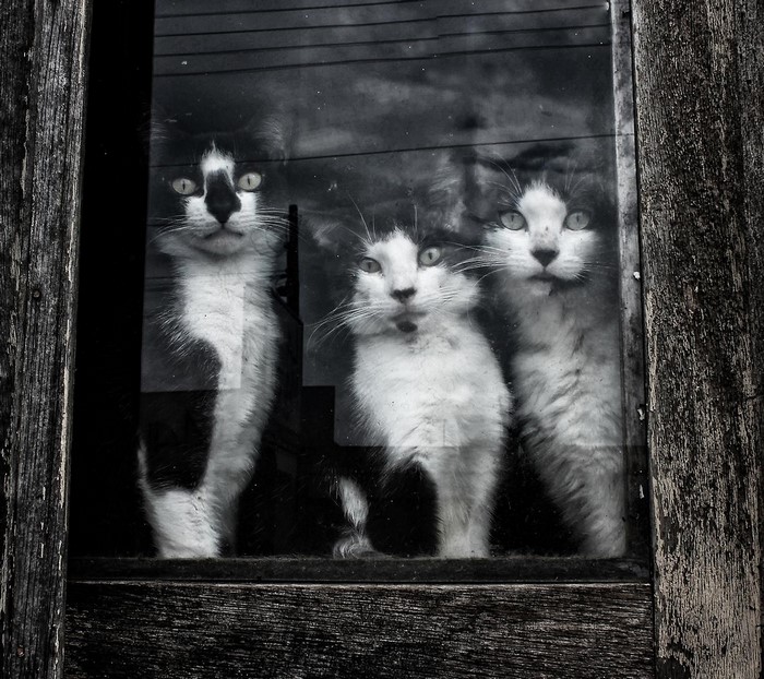 Three black and white cats looking through a window