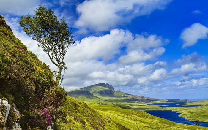 Tree on a grassy hill with mountains and a lake