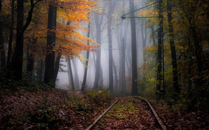 Train tracks in a foggy autumn forest with orange leaves