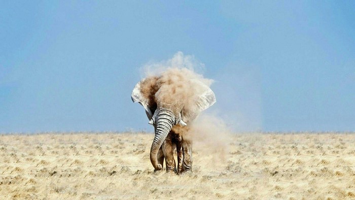 Elephant kicking up dust in a dry field