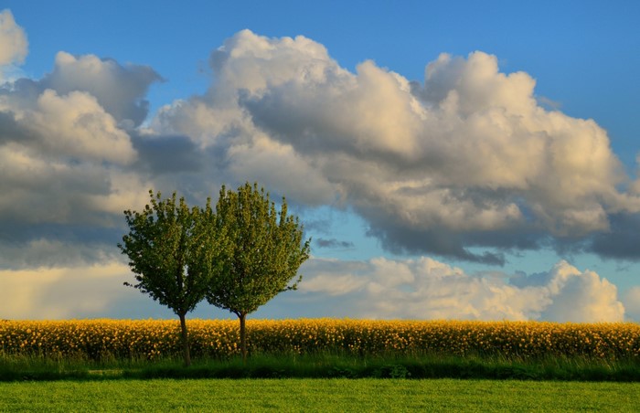 Two trees in a field of yellow flowers under a cloudy sky