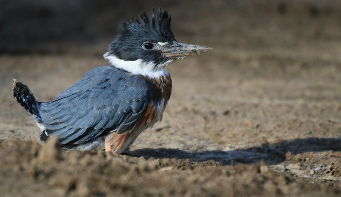 Belted Kingfisher bird on sandy ground