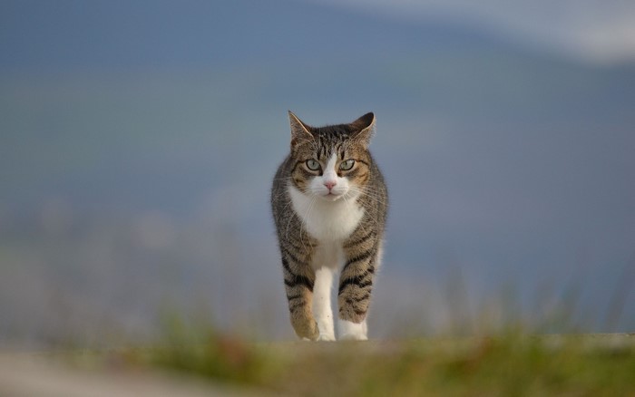 Tabby cat walking towards the camera