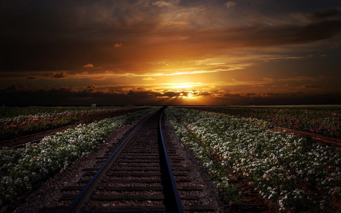 Train tracks through flower fields at sunset