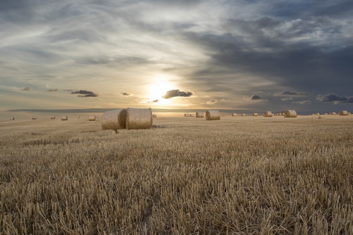 Hay bales in a field at sunset