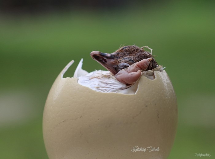 Baby ostrich hatching from its egg