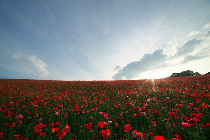 Field of red poppies under a blue sky with sun