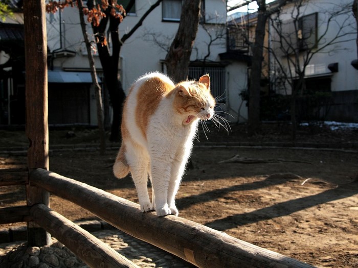 Orange and white cat yawning on a wooden fence