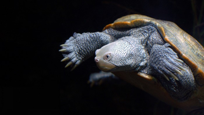 Close up of a turtle with a black background