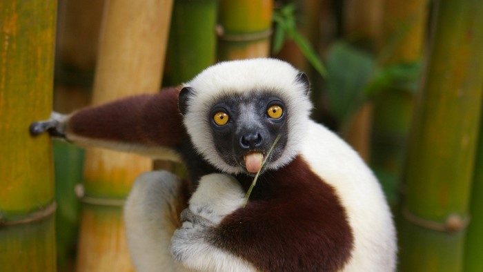 Coquerel's Sifaka lemur sticking its tongue out