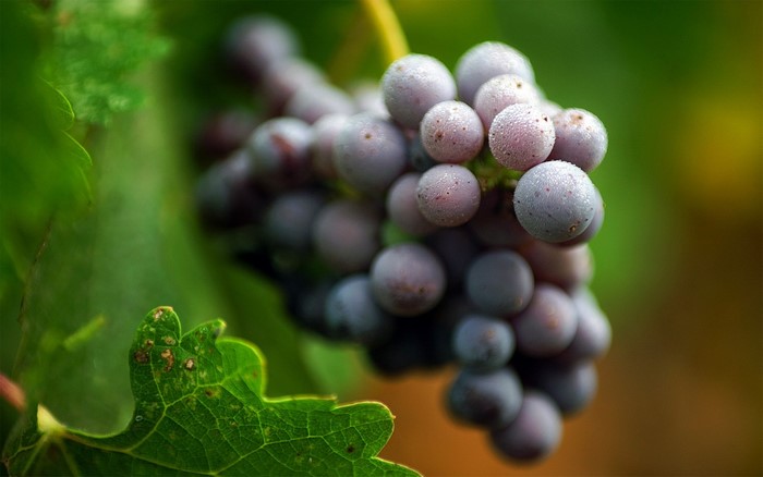 Close-up of a bunch of dark grapes on a vine