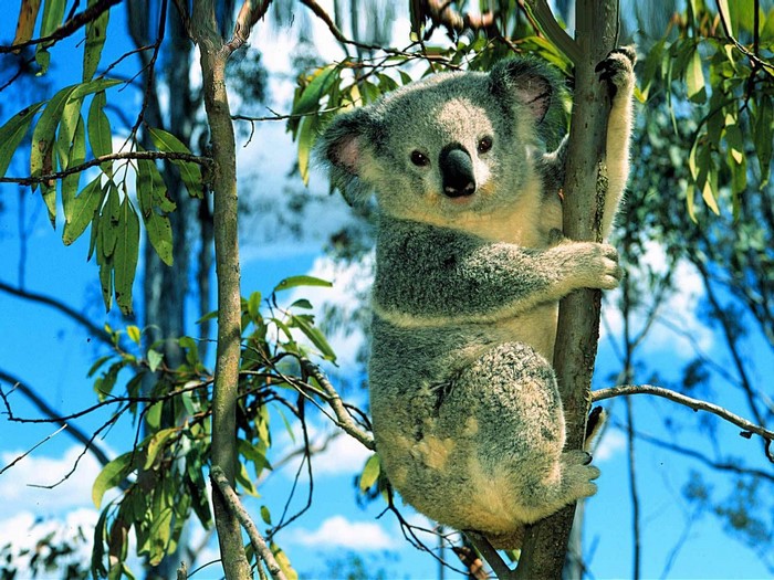 animals, nature, branch, wildlife, jungle, koalas, tree, fauna, mammal
