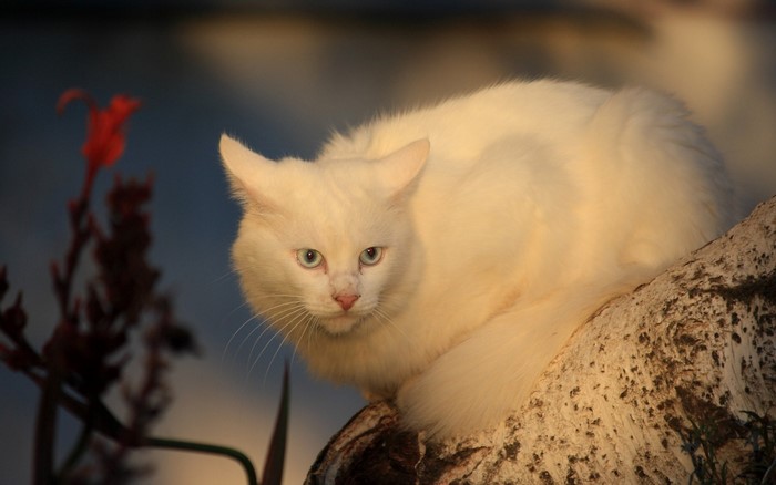 White cat with blue eyes sitting on a log