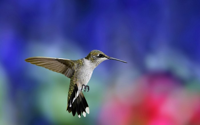 Hummingbird in flight with blurred colorful background