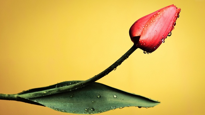 Red tulip with water droplets on yellow background