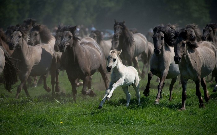Herd of wild horses running through a grassy field