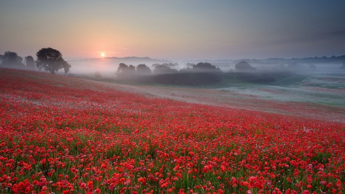 Field of poppies at sunrise with fog