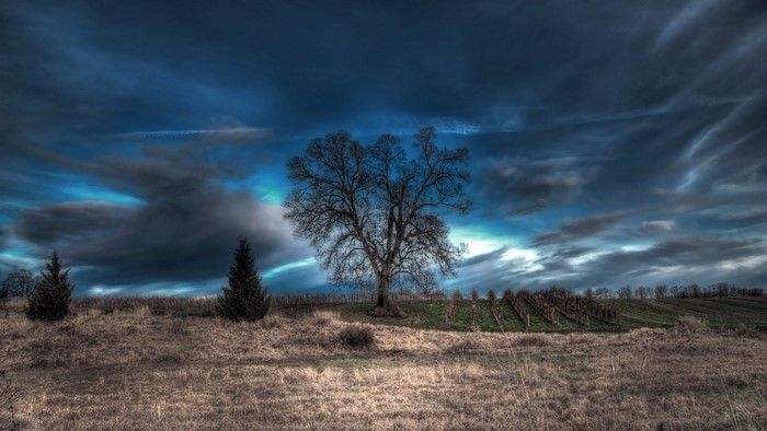 Bare tree in a field under a stormy sky
