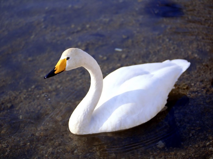 Elegant White Swan Gliding on Clear Water