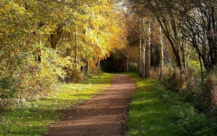 Autumn path through a sunlit forest