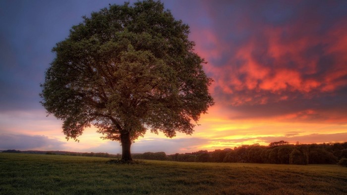 Lone tree in a field at sunset