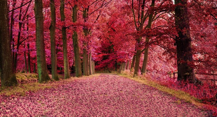 A path covered in red leaves in a forest