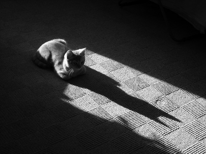 Cat lying in a sunbeam on a carpet
