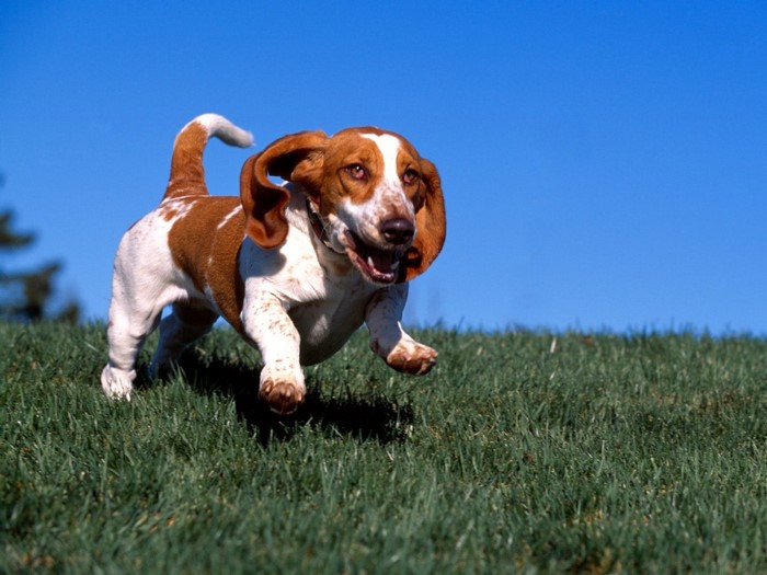 Basset Hound dog running on grass with blue sky