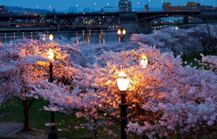 Cherry blossoms illuminated by streetlights at dusk