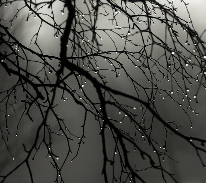 Monochrome branches with water droplets in winter